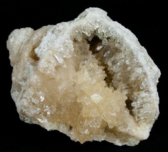 Crystal Filled Fossil Whelk - Ruck's Pit #5529
